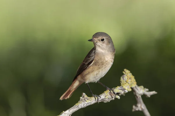 Autumn Migrant Female Common Redstart Phoenicurus Phoenicurus Stopover Field Perched — Stockfoto