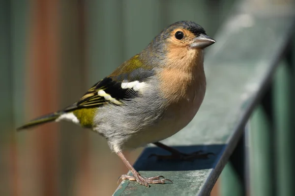 Shot Cute Brambling Bird — Stock Photo, Image