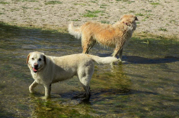 Bild Söta Hundar Flod — Stockfoto