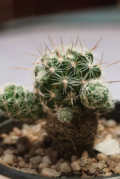 Gros Plan Une Plante Cactus Studio — Photo