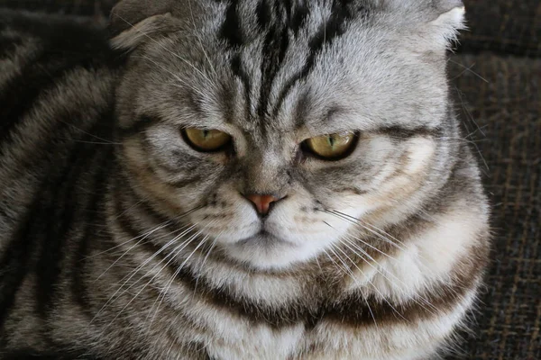 Close Shot Stripped Grumpy Cat Staring Camera Home — Stock Photo, Image