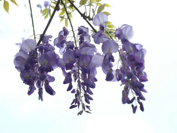 中国の藤の花のクローズアップ Purplevine花 — ストック写真
