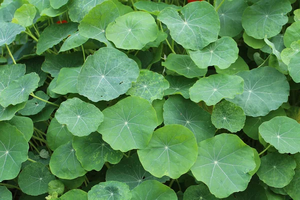 Primo Piano Piante Verdi Della Centella Asiatica — Foto Stock