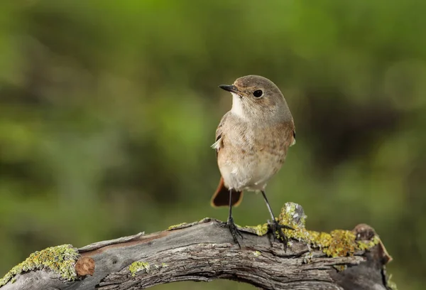 Autumn Migrant Female Common Redstart Phoenicurus Phoenicurus Stopover Field Perched — Foto de Stock