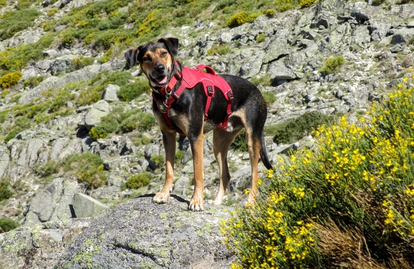 在山上拍到一只可爱的狗 — 图库照片