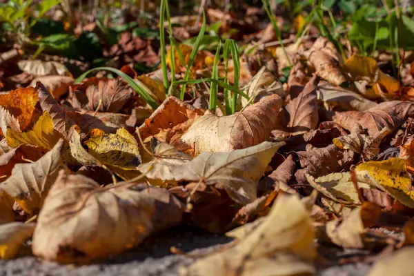 Selektywne Ujęcie Kolorowych Jesiennych Liści — Zdjęcie stockowe