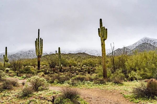 Kaktusy Stepie Pod Szarym Niebem — Zdjęcie stockowe