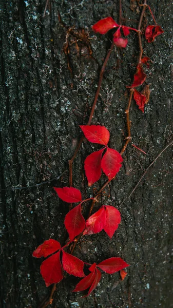 Vertical Shot Red Leaves Tree Trunk — Stock Photo, Image