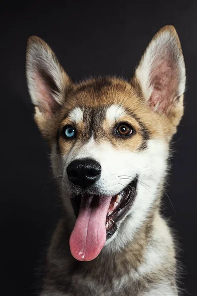 黒の背景に異なる色の目を持つ愛らしいハスキー子犬の肖像画 — ストック写真