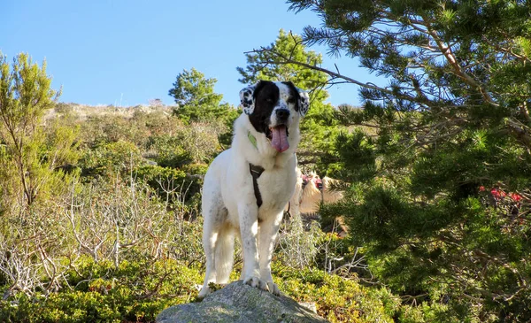 Bild Söt Hund Naturen — Stockfoto