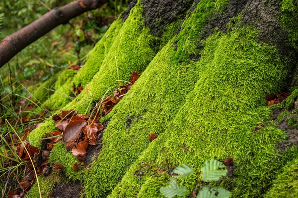 Detailní Záběr Zeleného Mechu Zakrývajícího Kmen Stromu — Stock fotografie