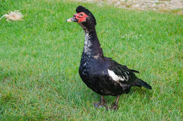 Closeup Shot Muscovy Duck New Zealand — Φωτογραφία Αρχείου