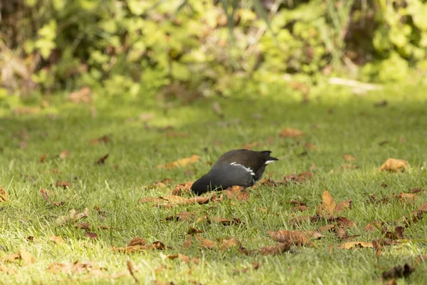 Mise Point Sélective Une Poule Mouillée Noire Sur Herbe — Photo