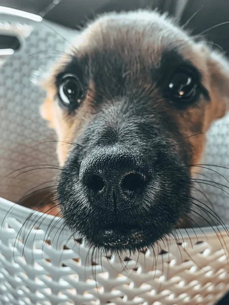 Vertical Closeup Shot Face Cute Puppy Basket — Stock Photo, Image