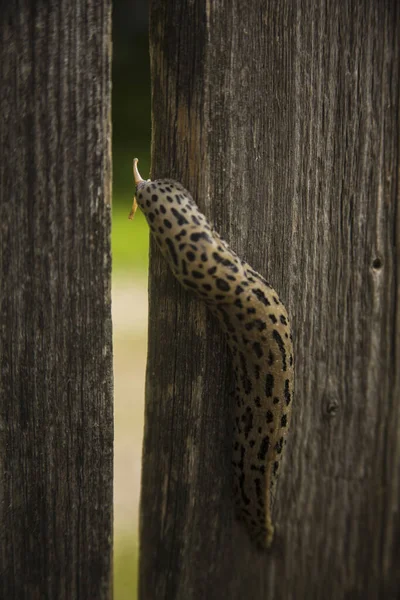 Vertikální Detailní Záběr Leopardí Střely Plazící Dřevěném Povrchu Prkna — Stock fotografie