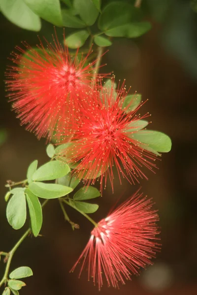 Selektivní Ostření Záběr Červených Květin Calliandra — Stock fotografie