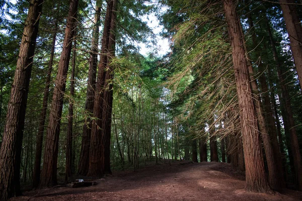 Redwood Forest Cabezon Sal Kantabrien Spanien — Stockfoto