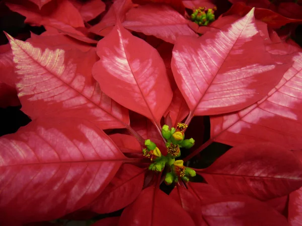 Closeup Poinsettia Flower — Stock Photo, Image