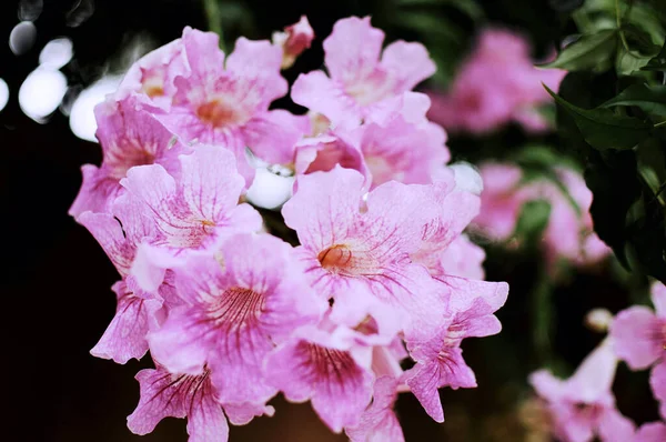 粉红花朵的选择性聚焦镜头 — 图库照片
