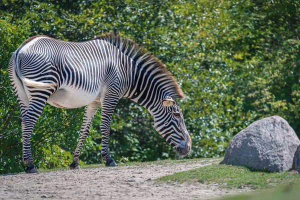 Eine Nahaufnahme Von Zebras Die Zoo Stehen — Stockfoto