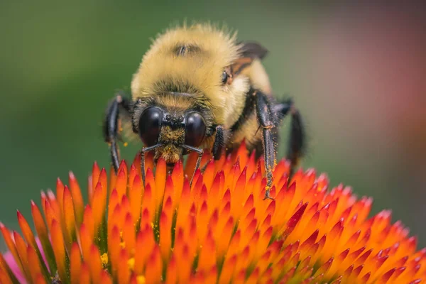 Eine Nahaufnahme Einer Biene Die Pollen Auf Einer Lila Echinacea — Stockfoto