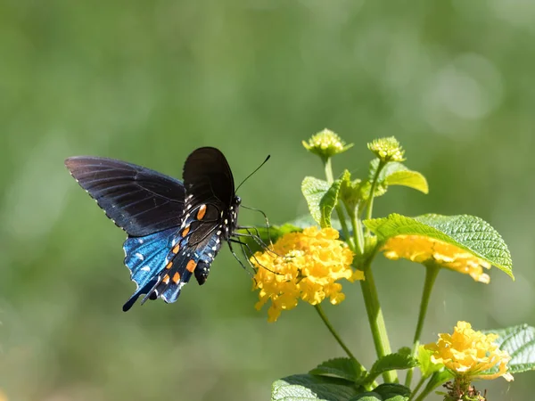 Selektiv Fokusbild Spicebush Swallowtail Fjäril Sitter Blomma — Stockfoto