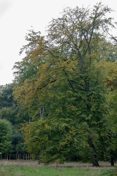 Vertical Closeup Shot Old Tree Park Autumn Day Bremen Germany — Stock Photo, Image