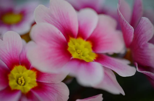 Closeup Shot Pink Primula Vulgaris — Stock Photo, Image