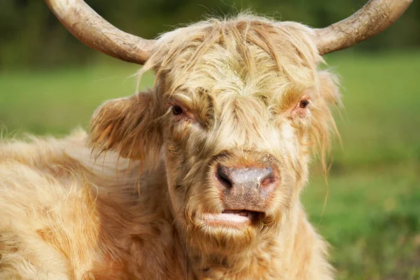 牧草地にある褐色の雄牛の肖像画 — ストック写真