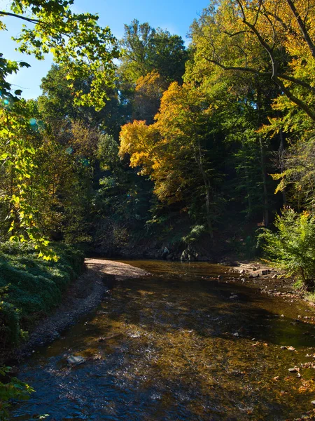森の中を流れる川の垂直ショット — ストック写真
