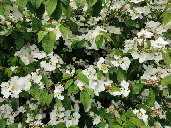 Primer Plano Flores Blancas Japonesas Bola Nieve Floreciendo Jardín — Foto de Stock