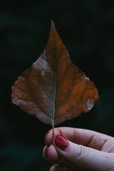 Eine Vertikale Aufnahme Einer Weiblichen Hand Die Ein Herbstblatt Auf — Stockfoto