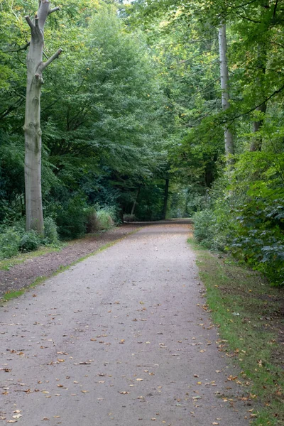 Een Verticale Opname Van Een Steegje Een Bremen Park Tijdens — Stockfoto