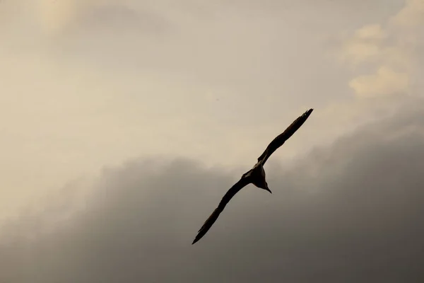 Uccello Nero Con Ali Larghe Che Volano Alto Sotto Cielo — Foto Stock