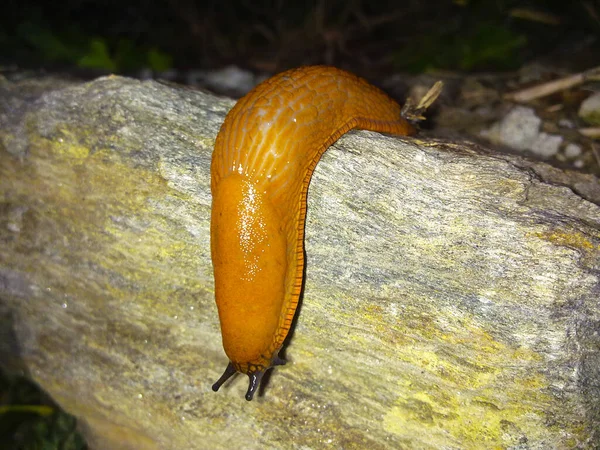 Primer Plano Caracol Sin Una Concha Una Superficie Rocosa Bajo —  Fotos de Stock