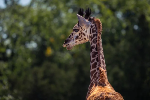 Een Close Shot Van Een Giraffe Staand Dierentuin — Stockfoto