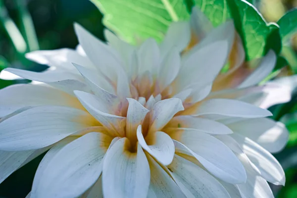 Närbild Vacker Vit Dahlia — Stockfoto