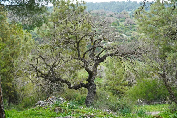 Detailní Záběr Suché Vrby Obklopené Zelenou Přírodou Stromy Denního Světla — Stock fotografie