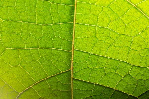 Μια Μακροεντολή Ενός Πράσινου Φύλλου — Φωτογραφία Αρχείου
