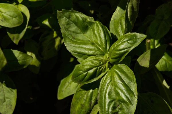 Penutup Daun Kemangi Italia Tumbuh Taman — Stok Foto