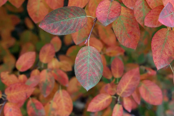Close Folhas Coloridas Brilhantes Uma Árvore Floresta Outono — Fotografia de Stock