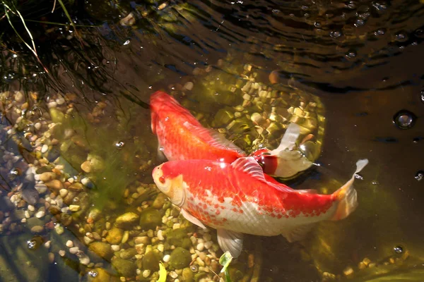 Sebuah Foto Close Ikan Koi Berenang Kolam — Stok Foto