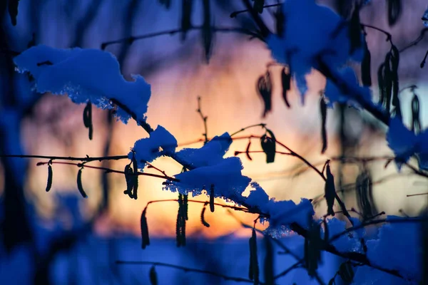 Krásný Výhled Zimní Krajinu Větvemi Pokrytými Sněhem — Stock fotografie