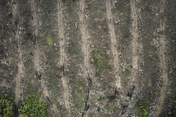 Luftaufnahme Eines Teilweise Abgeholzten Und Zerstörten Großen Waldes — Stockfoto