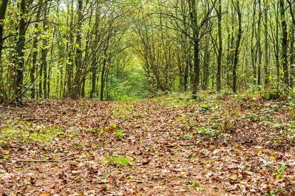 森林里有许多树和落叶 — 图库照片