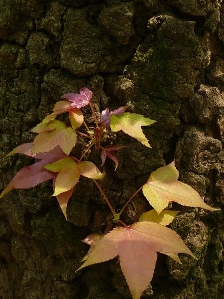 Une Prise Vue Sélective Feuillage Frais Plante Chinoise Gomme Douce — Photo