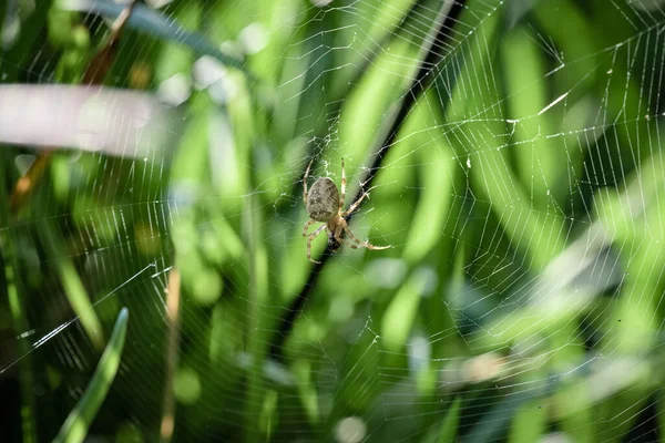 Tiro Macro Uma Aranha Escalando Uma Teia Jardim — Fotografia de Stock