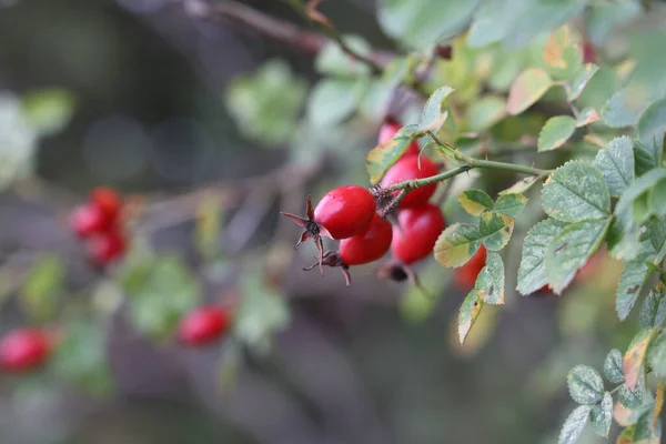 茂みの上の森の中で赤いバラの腰の選択的なフォーカスショット — ストック写真