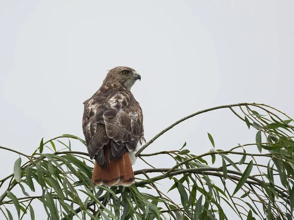 一只红尾鹰坐在树枝上的选择性焦距镜头 — 图库照片