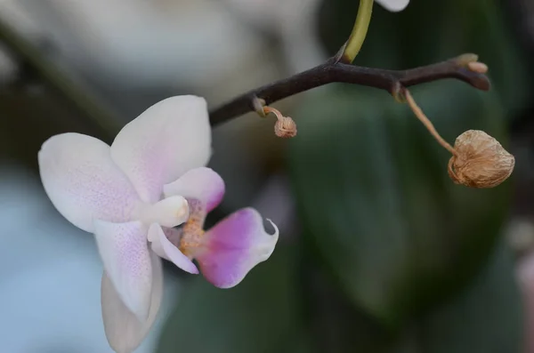 Uma Orquídea Traça Branca Seu Caule — Fotografia de Stock